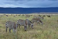Ngorongoro im Krater 2 &ndash; &copy; Hubert Lücker (Eberhardt TRAVEL)