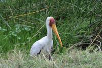 Ngorongoro Nimmerstatt Storch &ndash; &copy; Hubert Lücker (Eberhardt TRAVEL)