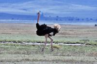 Ngorongoro Strauß &ndash; &copy; Hubert Lücker (Eberhardt TRAVEL)