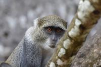 Sansibar Meerkatze &ndash; &copy; Hubert Lücker (Eberhardt TRAVEL)