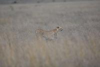 Serengeti Gepard 2