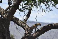 Serengeti Leopardin &ndash; &copy; Hubert Lücker (Eberhardt TRAVEL)