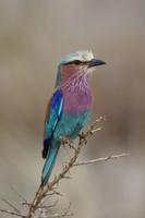 Tarangire Gabelracke &ndash; &copy; Hubert Lücker (Eberhardt TRAVEL)