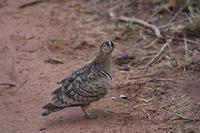 Tarangire Gelbkehl Flughuhn &ndash; &copy; Hubert Lücker (Eberhardt TRAVEL)