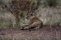 Tarangire Löwin &ndash; &copy; Hubert Lücker (Eberhardt TRAVEL)