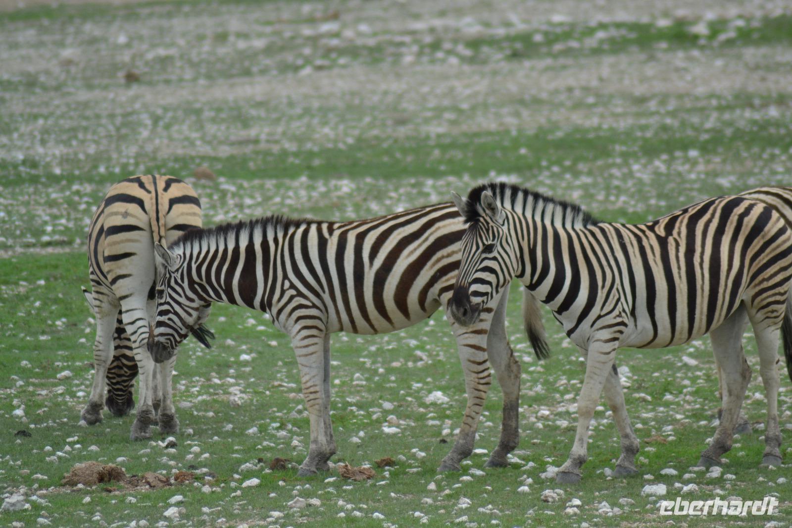 Tiere im Etosha Nationalpark (43) &ndash; &copy; Laura Wonneberger (Eberhardt TRAVEL)