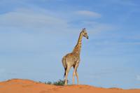 Giraffen (3) &ndash; &copy; Laura Wonneberger (Eberhardt TRAVEL)