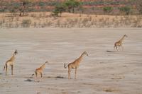 Giraffen (4) &ndash; &copy; Laura Wonneberger (Eberhardt TRAVEL)