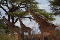Giraffen (6) &ndash; &copy; Laura Wonneberger (Eberhardt TRAVEL)