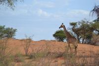 Giraffen (7) &ndash; &copy; Laura Wonneberger (Eberhardt TRAVEL)