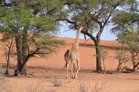 Giraffen (8) &ndash; &copy; Laura Wonneberger (Eberhardt TRAVEL)