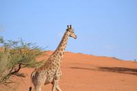 Giraffen (9) &ndash; &copy; Laura Wonneberger (Eberhardt TRAVEL)