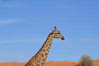 Giraffen (10) &ndash; &copy; Laura Wonneberger (Eberhardt TRAVEL)