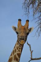 Giraffen (12) &ndash; &copy; Laura Wonneberger (Eberhardt TRAVEL)