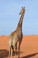 Giraffen (13) &ndash; &copy; Laura Wonneberger (Eberhardt TRAVEL)
