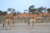 Giraffen (14) &ndash; &copy; Laura Wonneberger (Eberhardt TRAVEL)