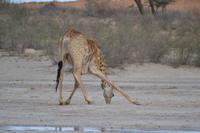 Giraffen (15) &ndash; &copy; Laura Wonneberger (Eberhardt TRAVEL)