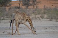 Giraffen (16) &ndash; &copy; Laura Wonneberger (Eberhardt TRAVEL)