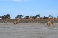 Giraffen (17) &ndash; &copy; Laura Wonneberger (Eberhardt TRAVEL)