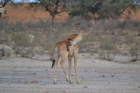 Giraffen (19) &ndash; &copy; Laura Wonneberger (Eberhardt TRAVEL)