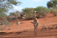 Giraffen (22) &ndash; &copy; Laura Wonneberger (Eberhardt TRAVEL)