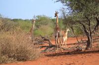Giraffen (23) &ndash; &copy; Laura Wonneberger (Eberhardt TRAVEL)