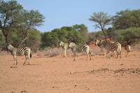 Zebras &ndash; &copy; Laura Wonneberger (Eberhardt TRAVEL)