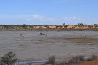 Giraffen &ndash; &copy; Laura Wonneberger (Eberhardt TRAVEL)