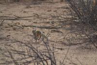 Kalahari (2) &ndash; &copy; Laura Wonneberger (Eberhardt TRAVEL)