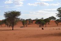 Kalahari (3) &ndash; &copy; Laura Wonneberger (Eberhardt TRAVEL)