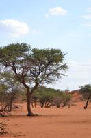 Kalahari (4) &ndash; &copy; Laura Wonneberger (Eberhardt TRAVEL)
