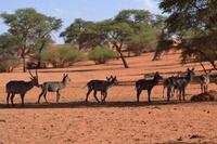 Knus und Springböcke (2) &ndash; &copy; Laura Wonneberger (Eberhardt TRAVEL)