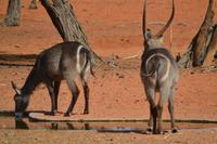 Knus und Springböcke (9) &ndash; &copy; Laura Wonneberger (Eberhardt TRAVEL)