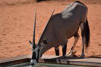 Oryx (1) &ndash; &copy; Laura Wonneberger (Eberhardt TRAVEL)