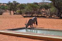 Oryx (3) &ndash; &copy; Laura Wonneberger (Eberhardt TRAVEL)