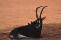 Oryx (4) &ndash; &copy; Laura Wonneberger (Eberhardt TRAVEL)