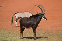 Oryx (5) &ndash; &copy; Laura Wonneberger (Eberhardt TRAVEL)