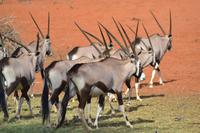 Oryx (6) &ndash; &copy; Laura Wonneberger (Eberhardt TRAVEL)