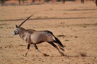 Oryx (7) &ndash; &copy; Laura Wonneberger (Eberhardt TRAVEL)