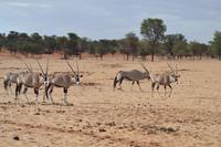 Oryx (10) &ndash; &copy; Laura Wonneberger (Eberhardt TRAVEL)