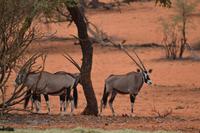 Oryx &ndash; &copy; Laura Wonneberger (Eberhardt TRAVEL)