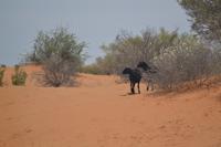 Tiere der Kalahari (1) &ndash; &copy; Laura Wonneberger (Eberhardt TRAVEL)