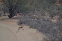 Tiere der Kalahari (2) &ndash; &copy; Laura Wonneberger (Eberhardt TRAVEL)
