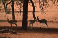Tiere der Kalahari (5) &ndash; &copy; Laura Wonneberger (Eberhardt TRAVEL)