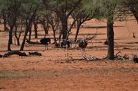 Tiere der Kalahari (12) &ndash; &copy; Laura Wonneberger (Eberhardt TRAVEL)