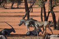 Tiere der Kalahari (14) &ndash; &copy; Laura Wonneberger (Eberhardt TRAVEL)