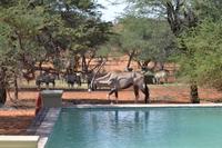 Tiere der Kalahari (15) &ndash; &copy; Laura Wonneberger (Eberhardt TRAVEL)