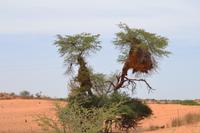 Webervogelnest (2) &ndash; &copy; Laura Wonneberger (Eberhardt TRAVEL)