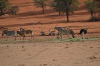 Zebras &ndash; &copy; Laura Wonneberger (Eberhardt TRAVEL)