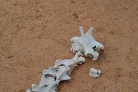 Erongo Gebirge (3) &ndash; &copy; Laura Wonneberger (Eberhardt TRAVEL)